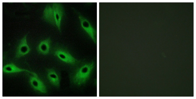 CDH9 Antibody in Immunocytochemistry (ICC/IF)