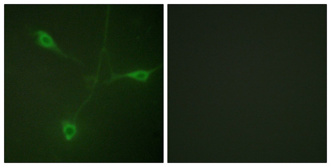Phospho-HSP90 beta (Ser226) Antibody in Immunocytochemistry (ICC/IF)