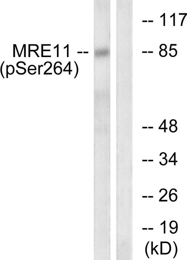 Phospho-MRE11 (Ser264) Antibody in Western Blot (WB)