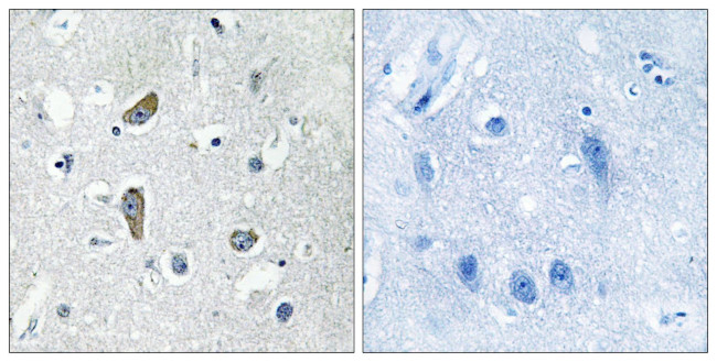 CDK5RAP2 Antibody in Immunohistochemistry (Paraffin) (IHC (P))