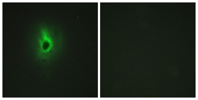 COL6A3 Antibody in Immunocytochemistry (ICC/IF)