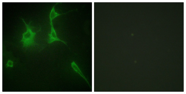 COL9A3 Antibody in Immunocytochemistry (ICC/IF)