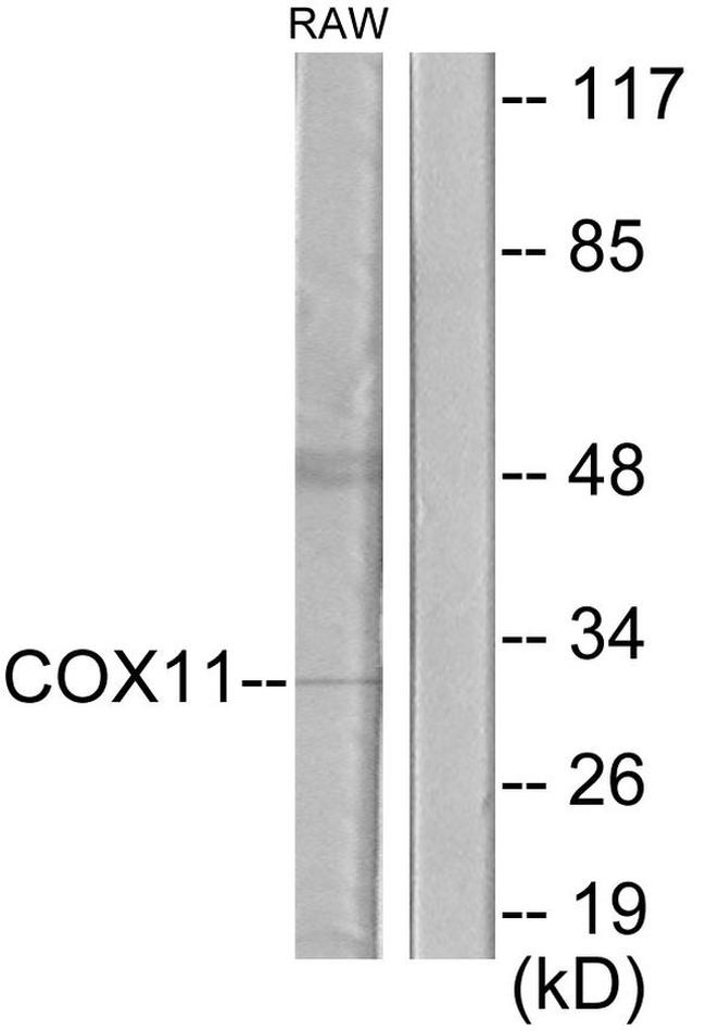 COX11 Antibody in Western Blot (WB)