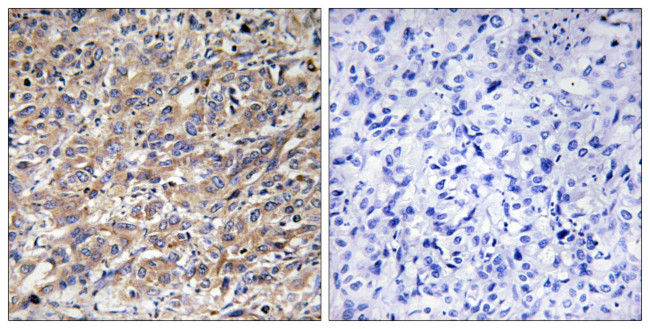 COX17 Antibody in Immunohistochemistry (Paraffin) (IHC (P))