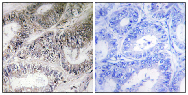 COX19 Antibody in Immunohistochemistry (Paraffin) (IHC (P))
