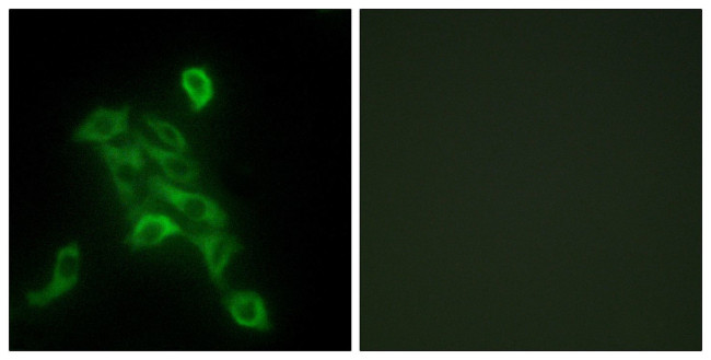 COX6C Antibody in Immunocytochemistry (ICC/IF)