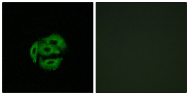 CYP39A1 Antibody in Immunocytochemistry (ICC/IF)
