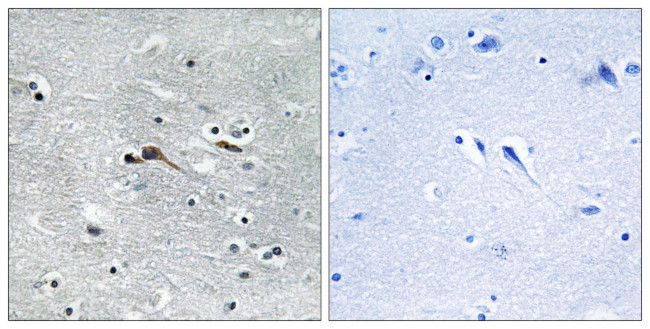 CYTL1 Antibody in Immunohistochemistry (Paraffin) (IHC (P))