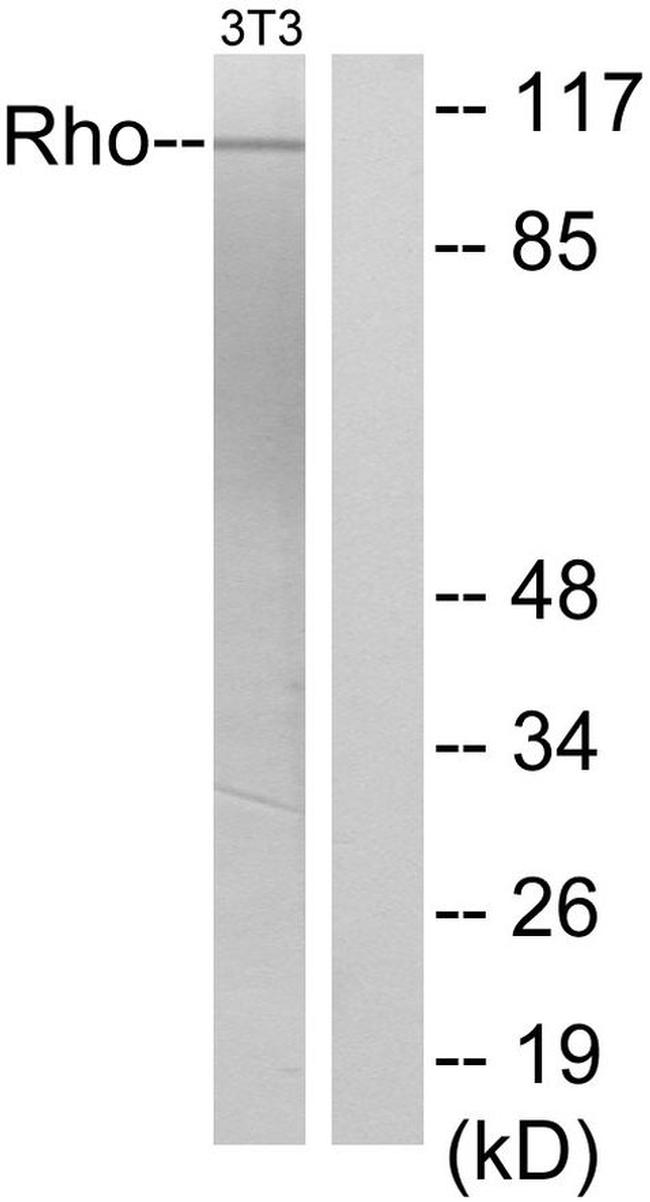 GEF-H1 Antibody in Western Blot (WB)
