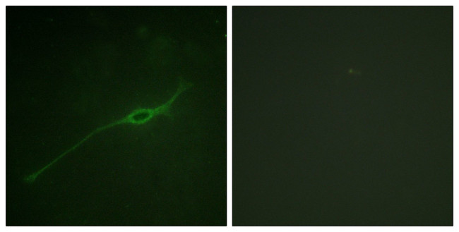 Phospho-Syntaxin 1 (Ser14) Antibody in Immunocytochemistry (ICC/IF)