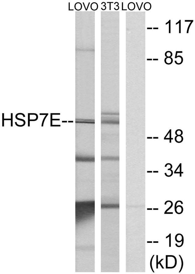 HSPA14 Antibody in Western Blot (WB)