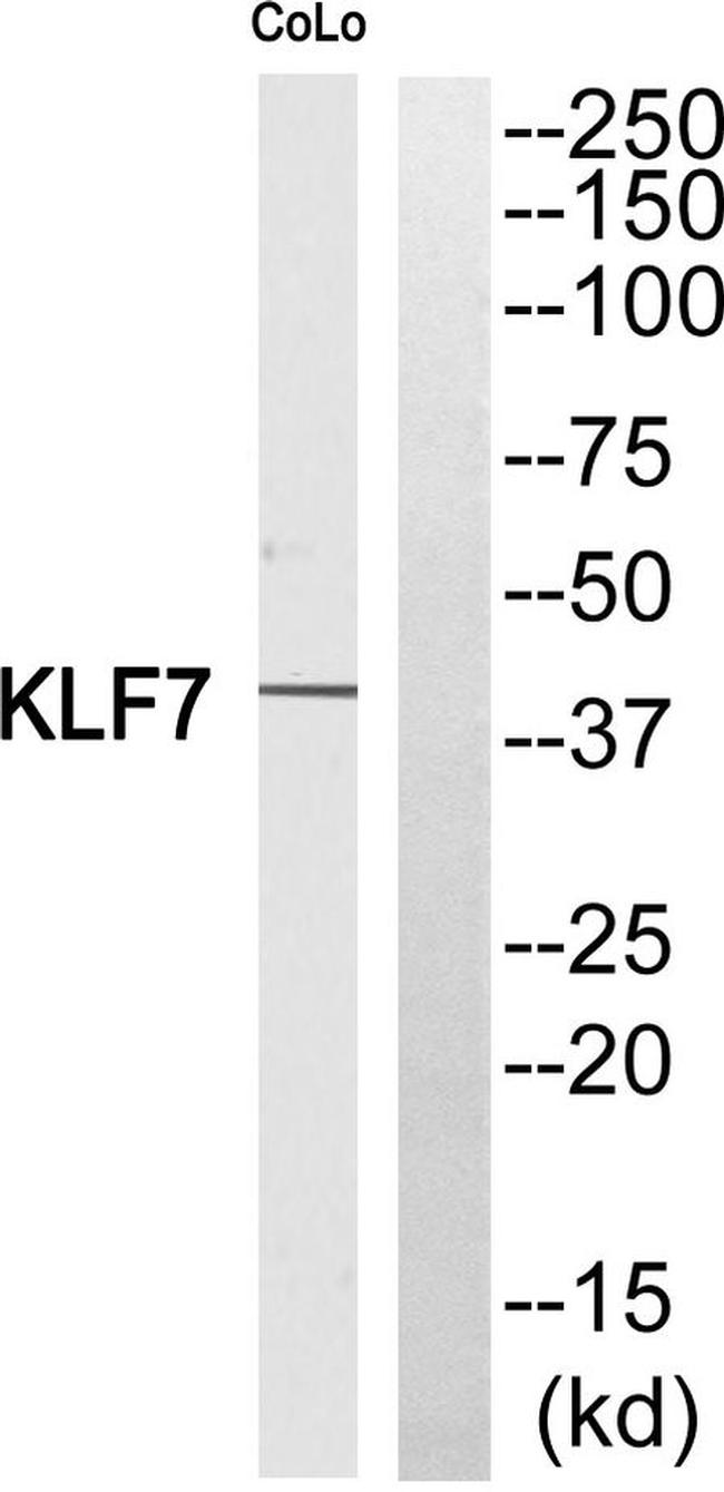KLF7 Antibody in Western Blot (WB)