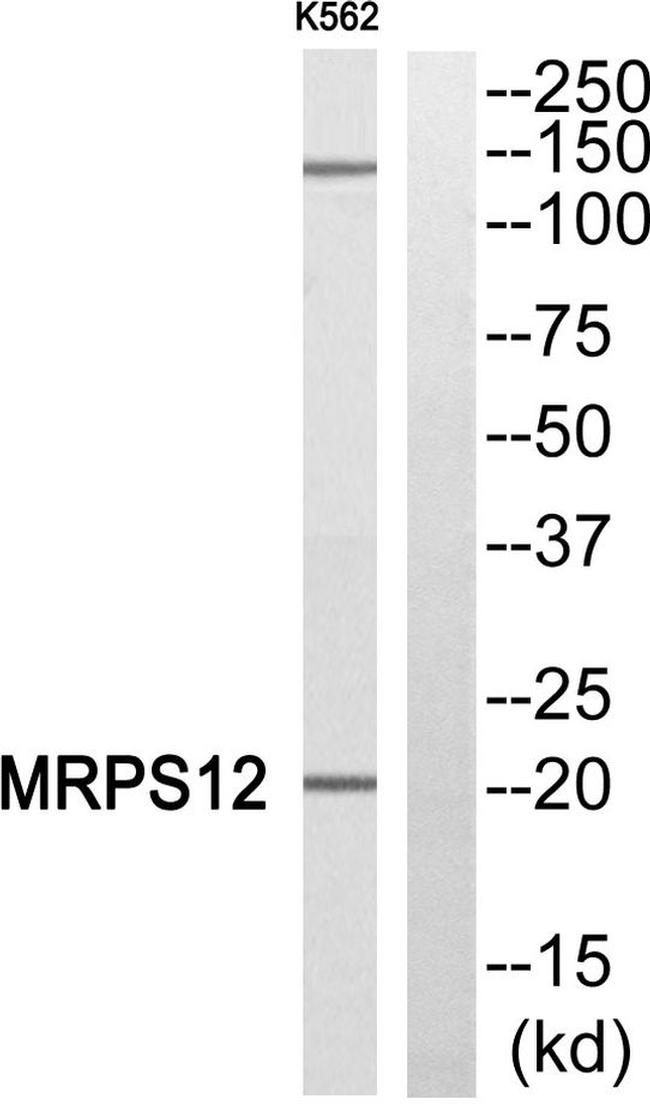 MRPS12 Antibody in Western Blot (WB)