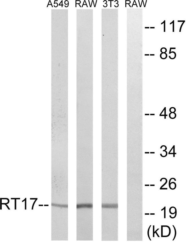 MRPS17 Antibody in Western Blot (WB)