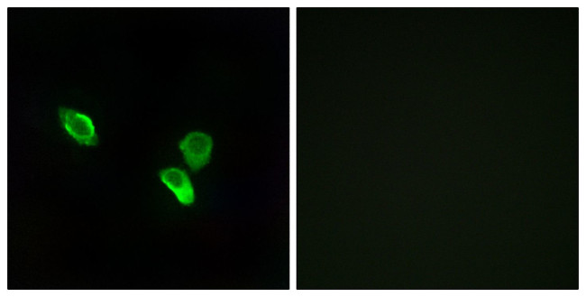 MRPS18C Antibody in Immunocytochemistry (ICC/IF)