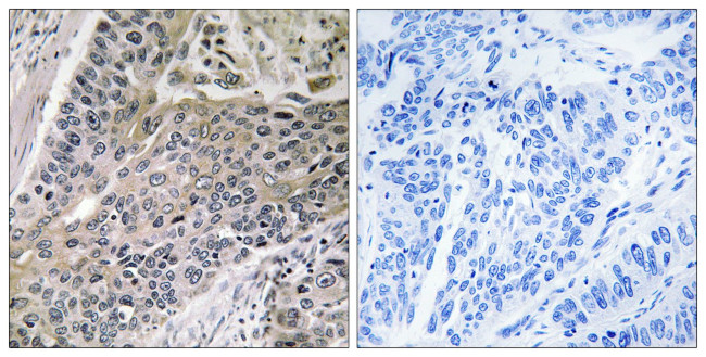 MRPS7 Antibody in Immunohistochemistry (Paraffin) (IHC (P))