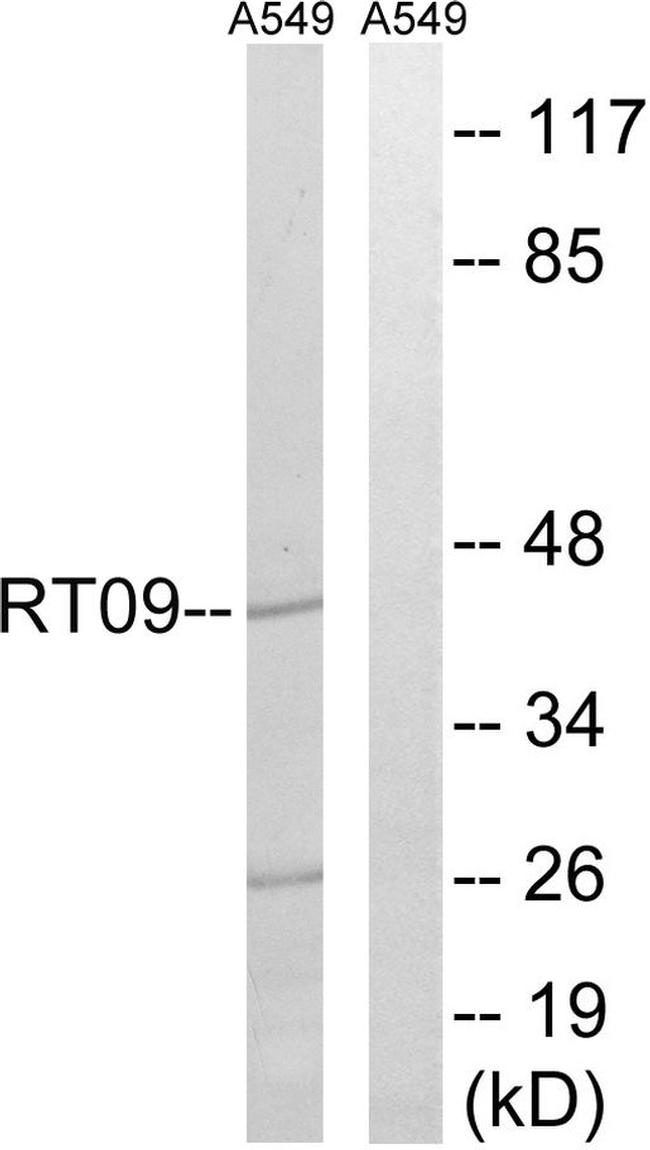 MRPS9 Antibody in Western Blot (WB)