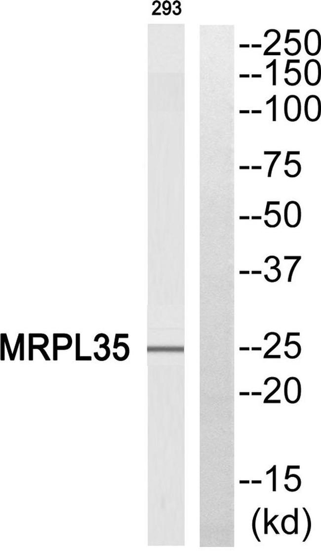 MRPL35 Antibody in Western Blot (WB)