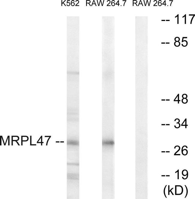MRPL47 Antibody in Western Blot (WB)