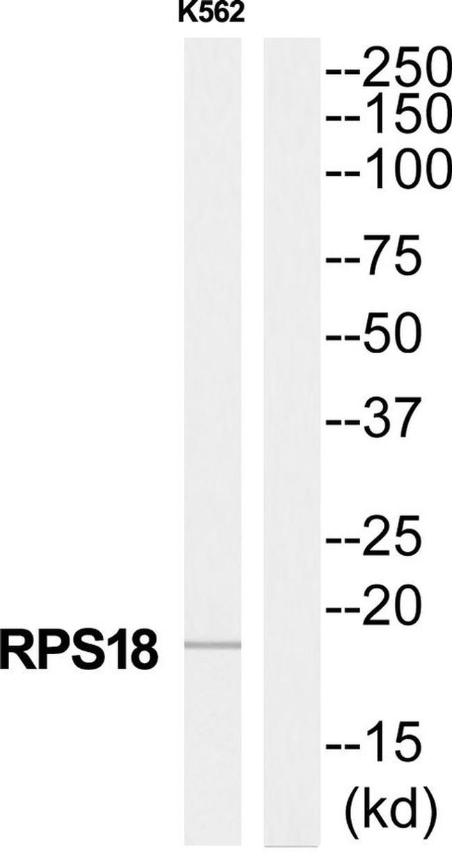 RPS18 Antibody in Western Blot (WB)