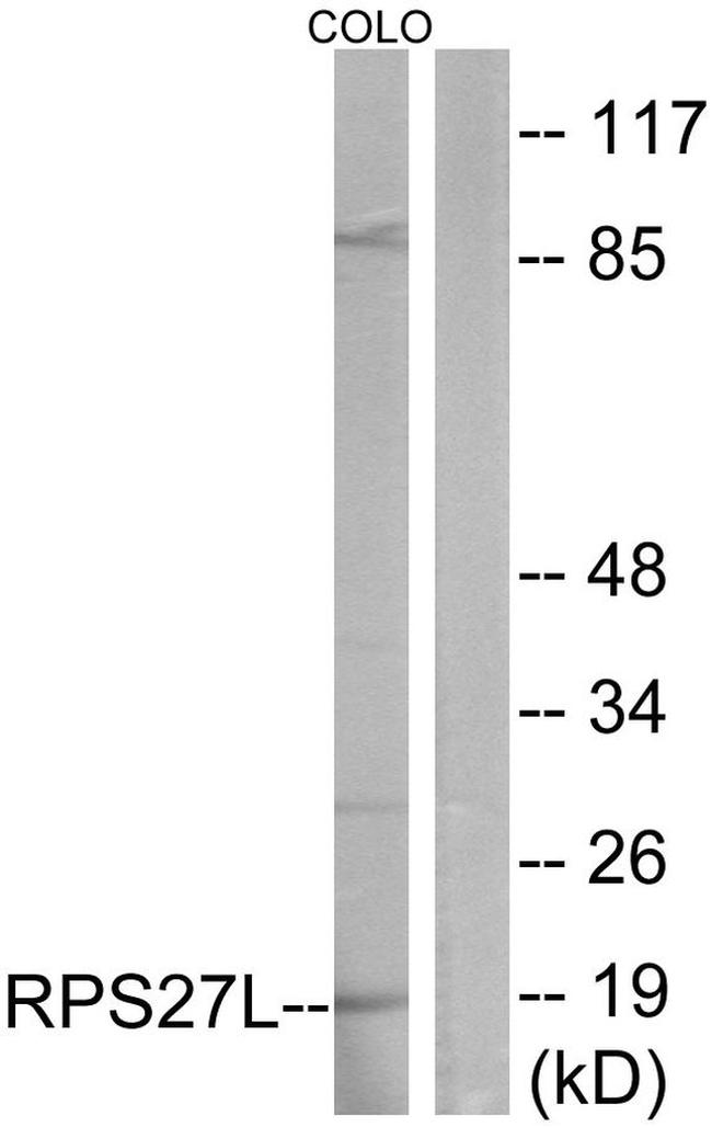 RPS27L Antibody in Western Blot (WB)
