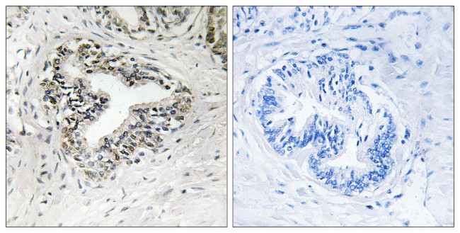 RPL30 Antibody in Immunohistochemistry (Paraffin) (IHC (P))