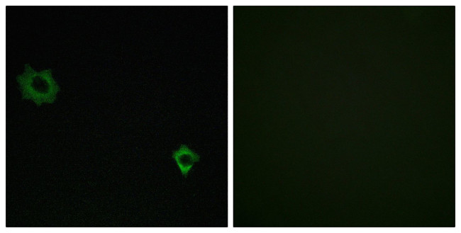 RPL34 Antibody in Immunocytochemistry (ICC/IF)