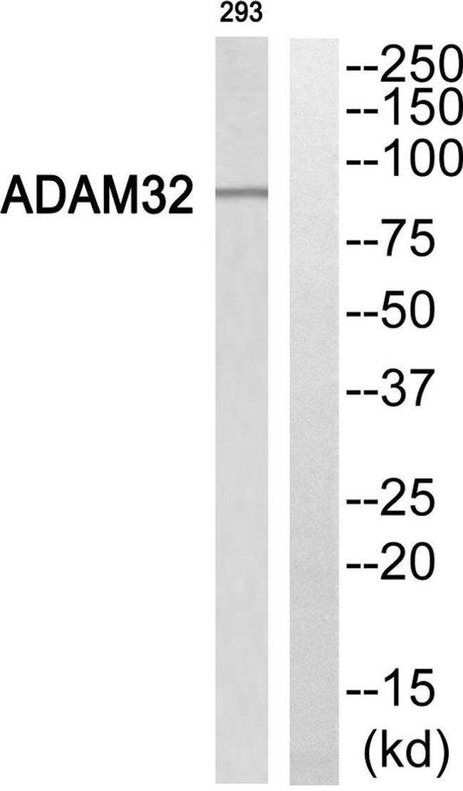 ADAM32 Antibody in Western Blot (WB)