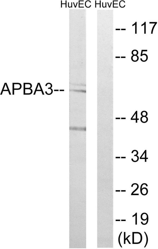 MINT3 Antibody in Western Blot (WB)