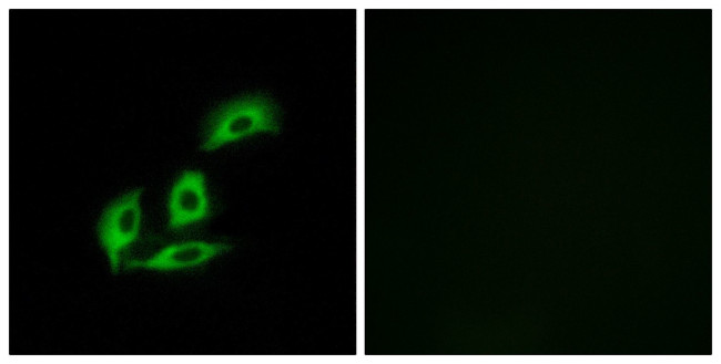 NECAB3 Antibody in Immunocytochemistry (ICC/IF)