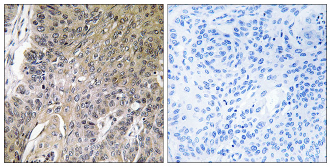 Arylsulfatase G Antibody in Immunohistochemistry (Paraffin) (IHC (P))