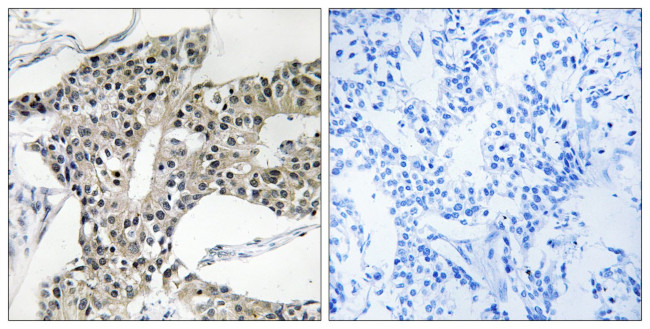 ARSK Antibody in Immunohistochemistry (Paraffin) (IHC (P))