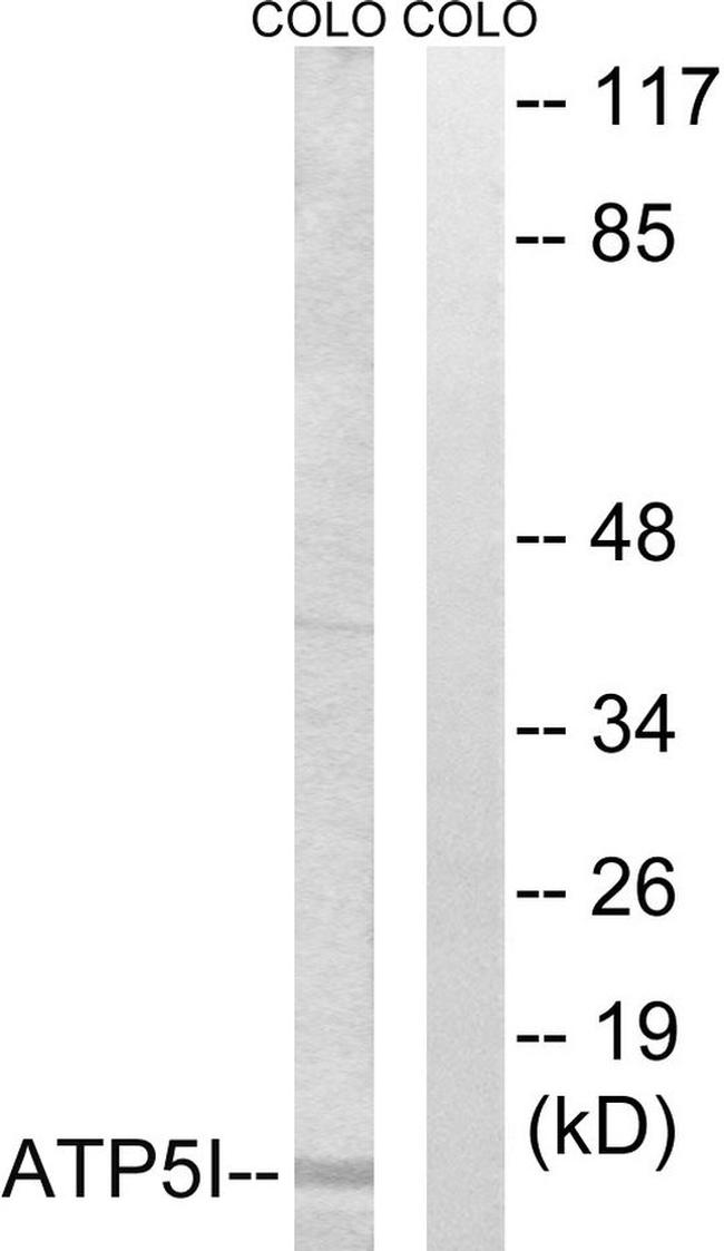 ATP5I Antibody in Western Blot (WB)