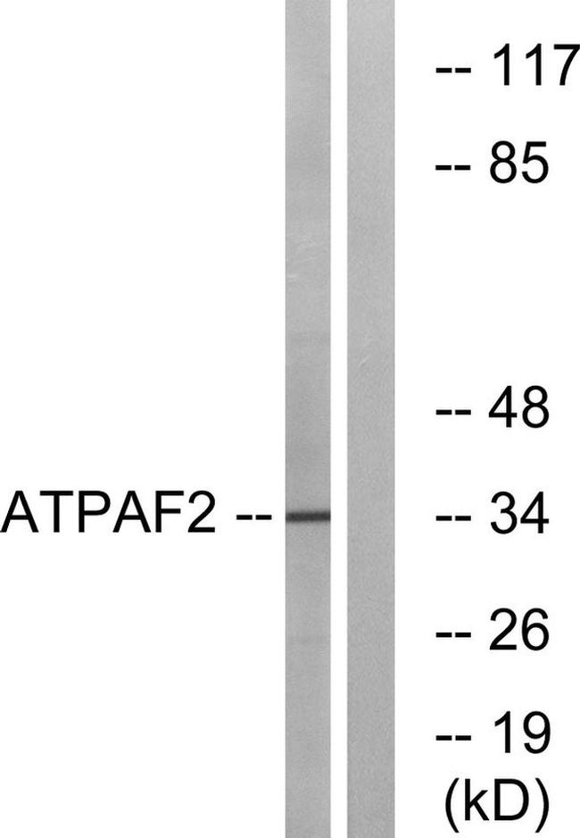 ATPAF2 Antibody in Western Blot (WB)