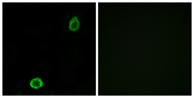 ABCA13 Antibody in Immunocytochemistry (ICC/IF)
