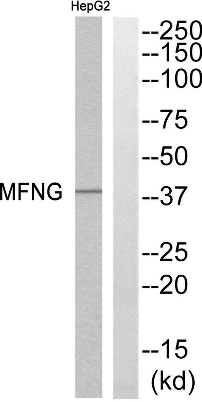 MFNG Antibody in Western Blot (WB)