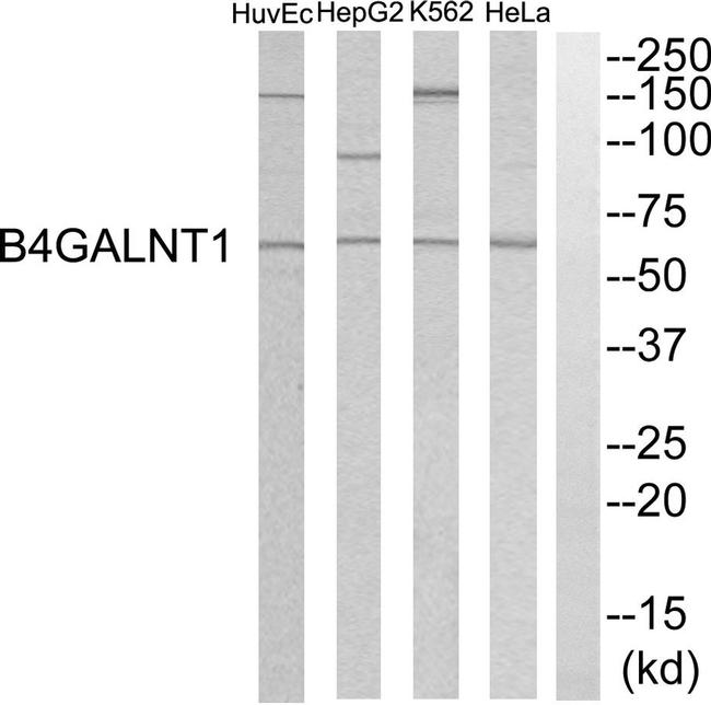 B4GALNT1 Antibody in Western Blot (WB)