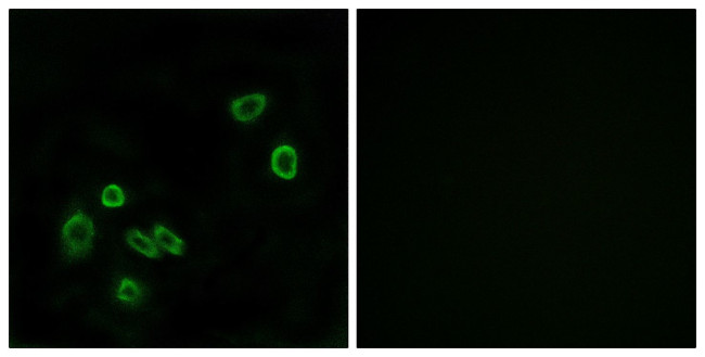 BRP44L Antibody in Immunocytochemistry (ICC/IF)