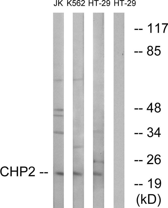 CHP2 Antibody in Western Blot (WB)