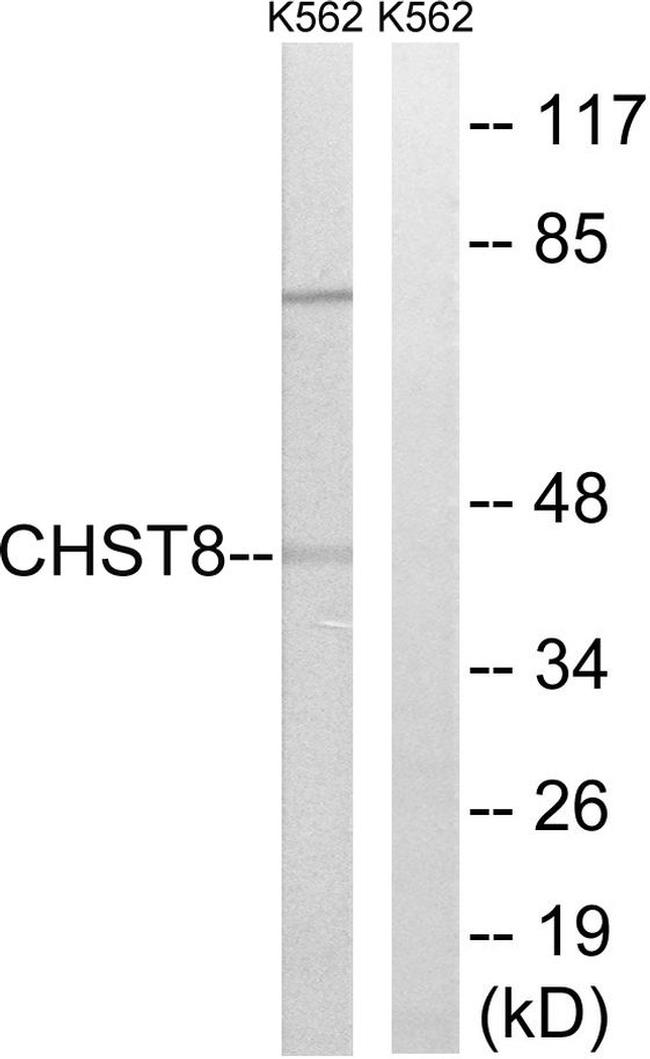 CHST8 Antibody in Western Blot (WB)