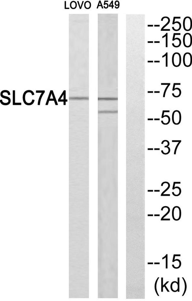 SLC7A4 Antibody in Western Blot (WB)