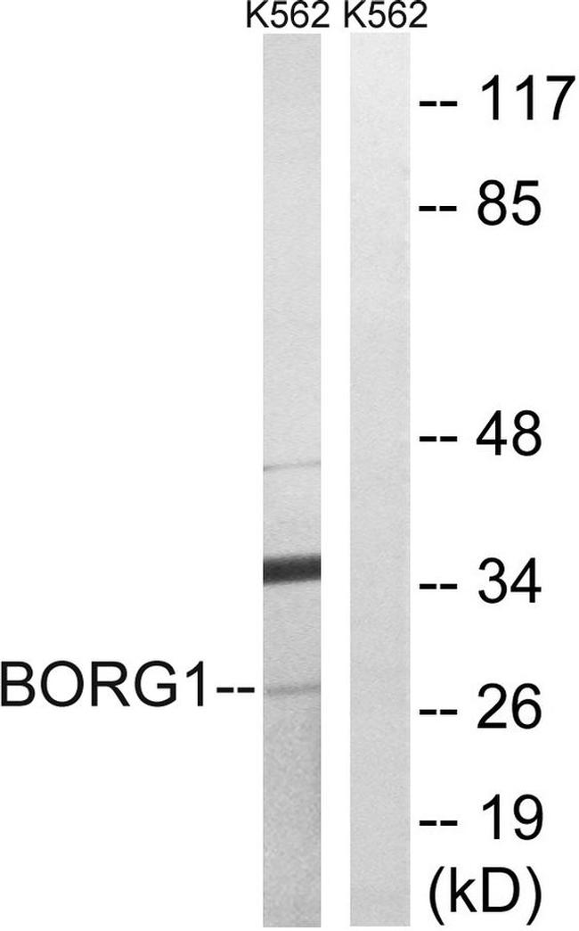 Cdc42EP2 Antibody in Western Blot (WB)