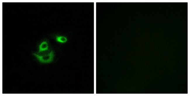 CLCC1 Antibody in Immunocytochemistry (ICC/IF)