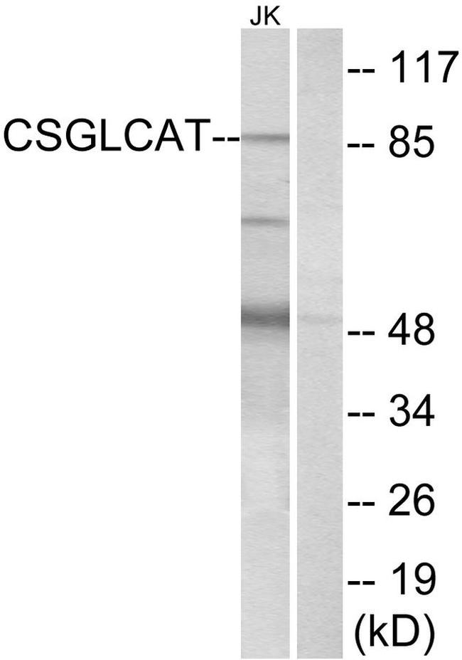CSGlcAT Antibody in Western Blot (WB)