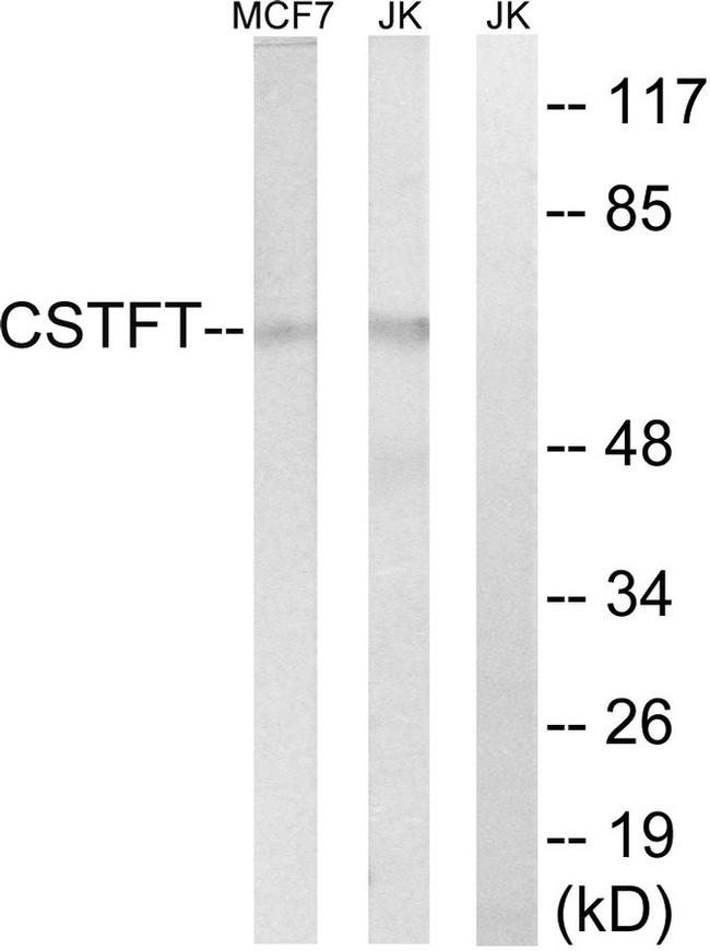 CSTF2T Antibody in Western Blot (WB)