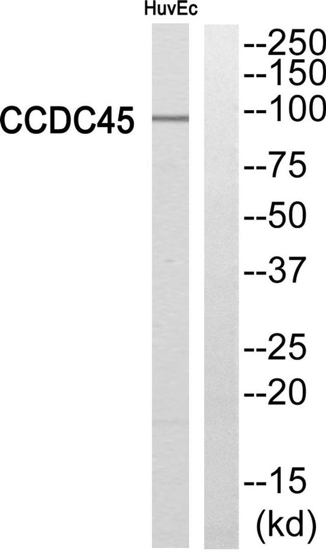 CEP95 Antibody in Western Blot (WB)