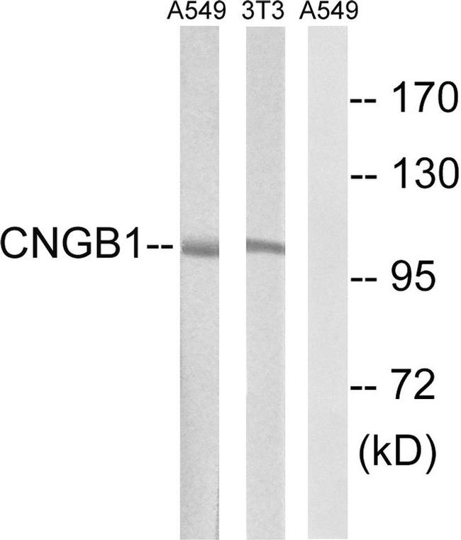 CNGB1 Antibody in Western Blot (WB)