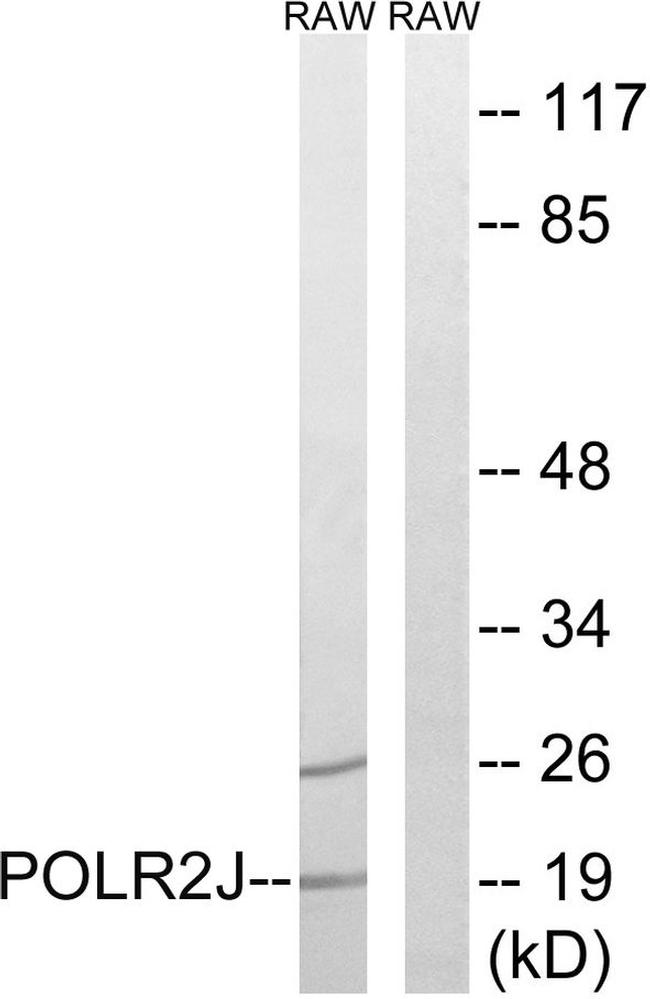 POLR2J Antibody in Western Blot (WB)