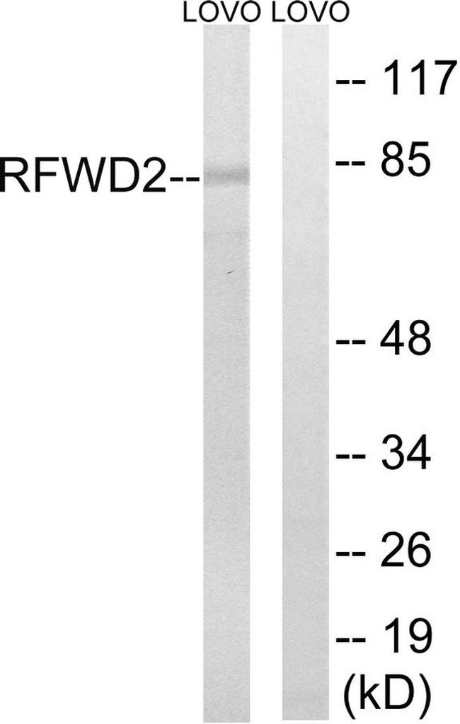 RFWD2 Antibody in Western Blot (WB)
