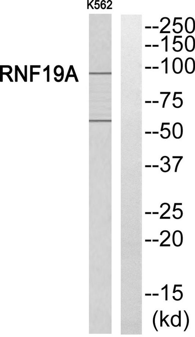 RNF19A Antibody in Western Blot (WB)